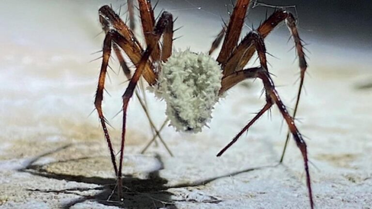 Bilim adamları örümcekleri bir zombiye dönüştüren bir mantar keşfetti