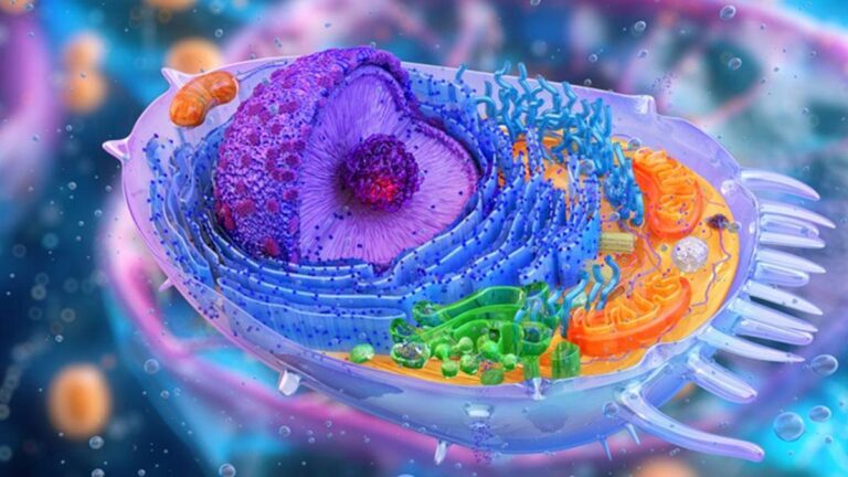 Syntrozom nedir? Syntrozom’un görevleri ve özellikleri nelerdir?