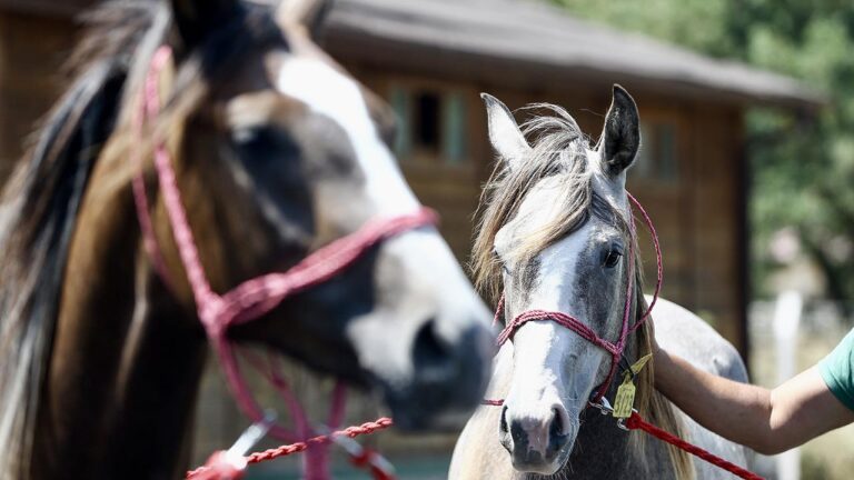 Tigem 69 Arap Razza Koşuyor